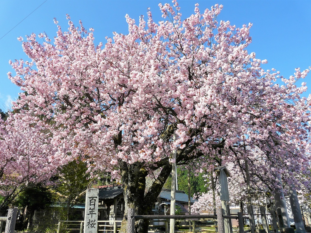 京都市内で一番遅く咲く「黒田百年桜」