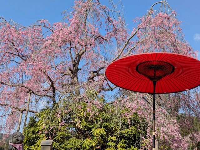 京北のさくらの見どころ一挙公開その3 | いけいけけいほく 京都京北ナビ