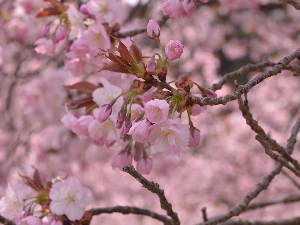 2026京北のさくらの開花情報 | いけいけけいほく 京都京北ナビ